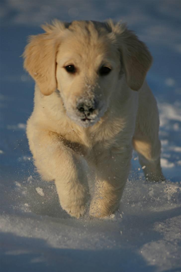 Golden retriever Athene - Afsted i sneen :-) d. 19 december 09 billede 15