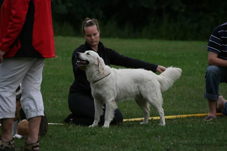 Golden retriever Athene - Duddi til ringtræning d. 10 august 2010, med min kusine Sofie som handler. billede 16