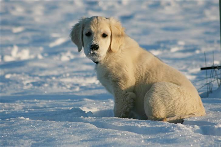 Golden retriever Athene - "en hilsen fra julemanden" :-) d. 19 december 09 billede 17