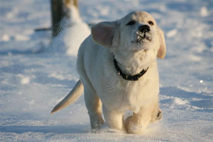 Golden retriever Athene - Uhh... Det er lidt koldet, men SKÆÆGT! d. 19 december 09 billede 18