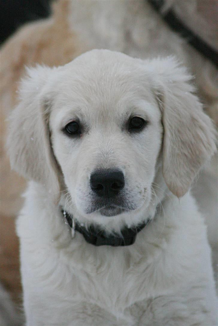 Golden retriever Athene - Den smukke lille prinsesse. d. 17 december 09 billede 19