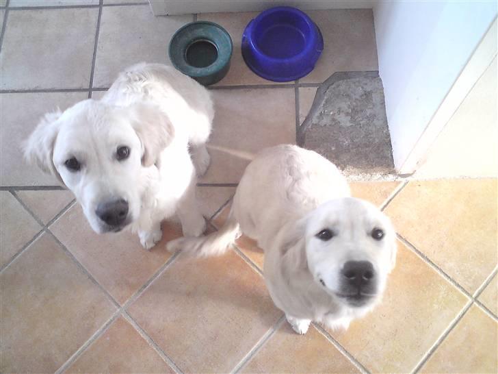 Golden retriever Athene - Til venstre: Brormand Knud og til højre: Athene. :-) Knud blev baby-sittet hos os i uge 7 & 8 2010 billede 20