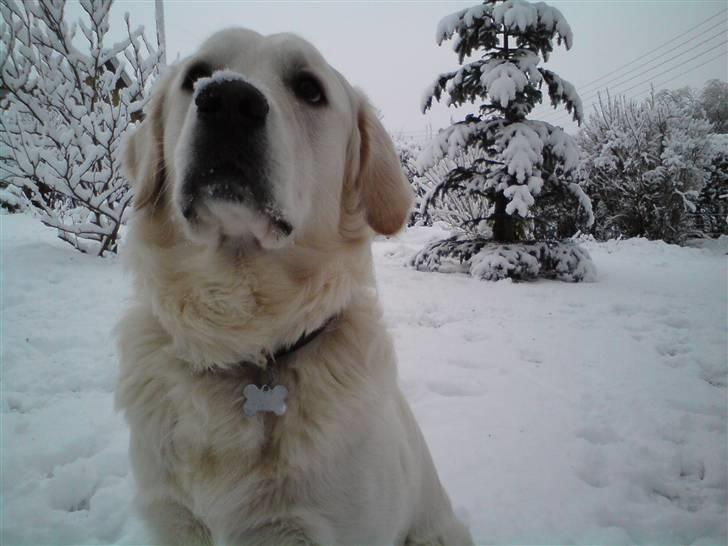 Golden retriever Felix - Så blev det jul i søndervænget billede 8