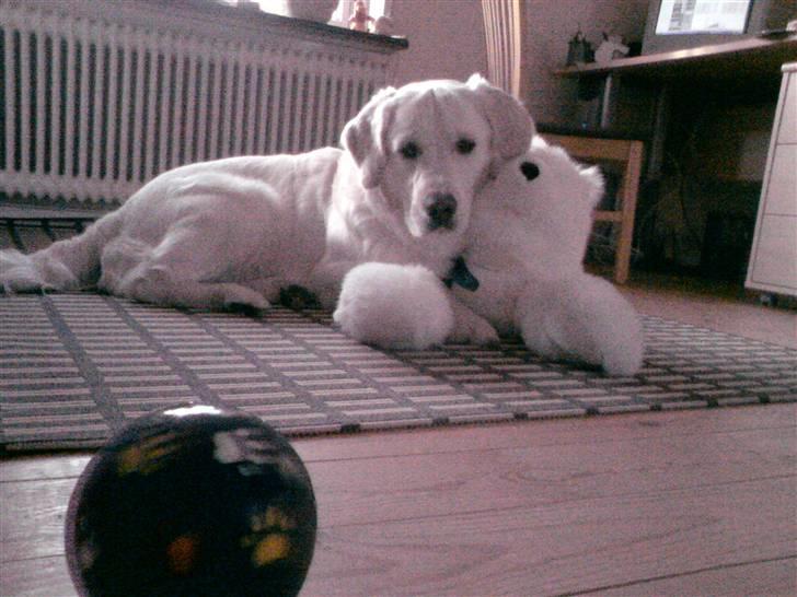 Golden retriever Felix billede 9