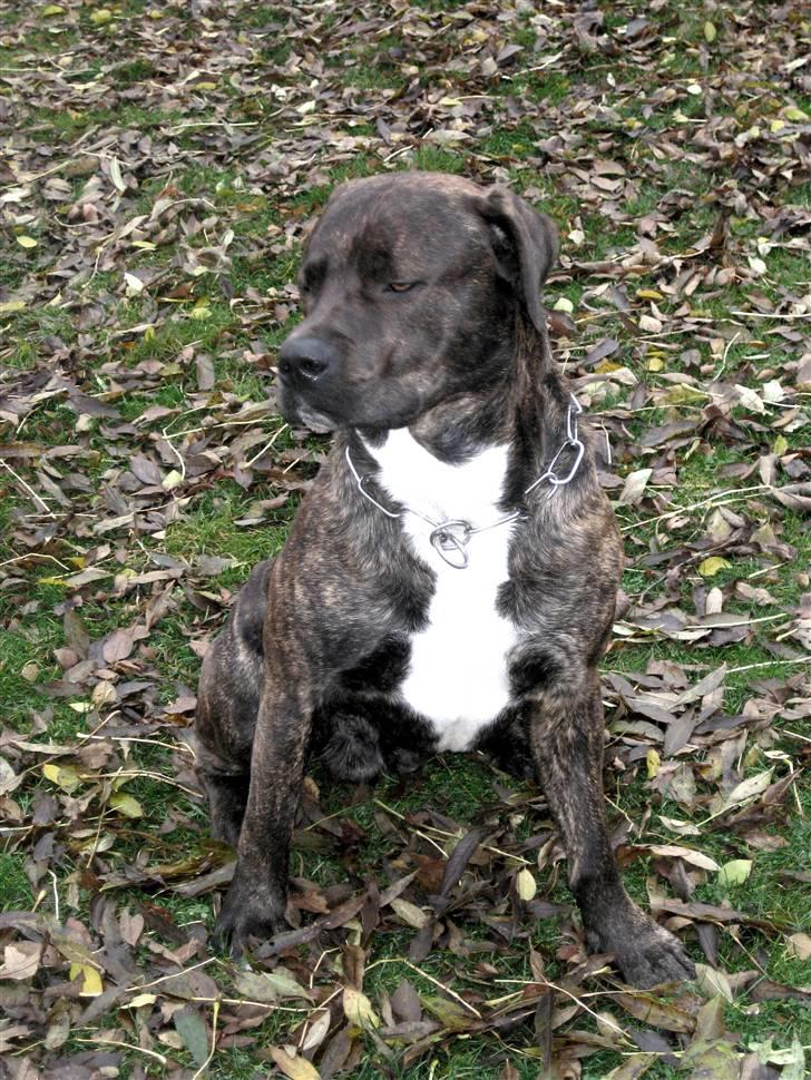 Blanding af racer Izak billede 18