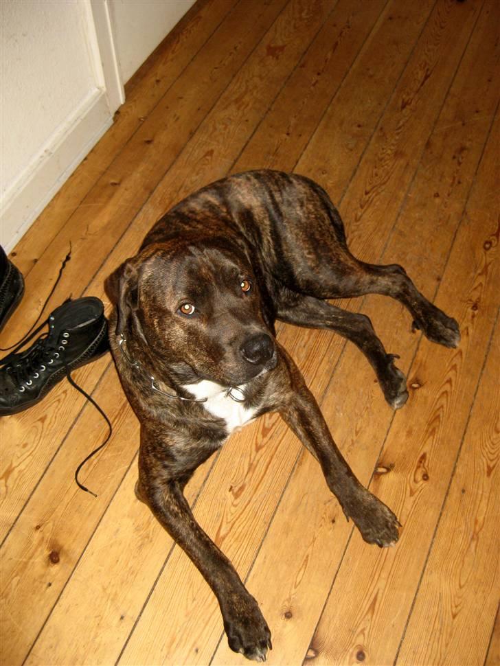 Blanding af racer Izak billede 19