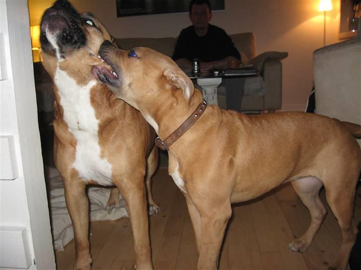 Amerikansk staffordshire terrier Bella Båthoved billede 11