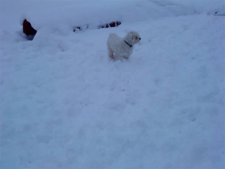 Malteser Manse billede 15