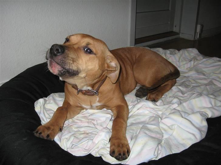 Amerikansk staffordshire terrier Bella Båthoved billede 12