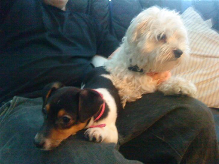 Malteser Manse billede 16