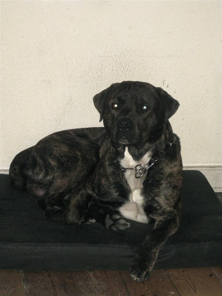 Blanding af racer Izak billede 20