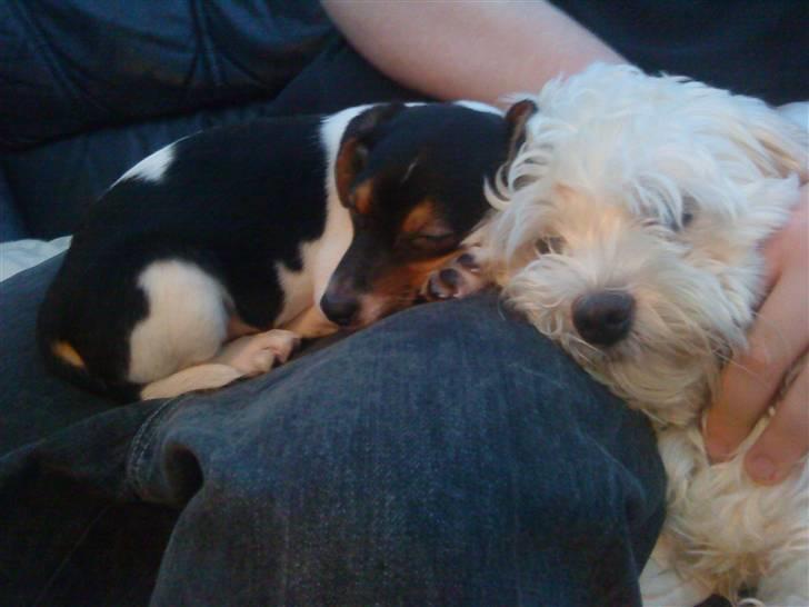 Malteser Manse billede 17