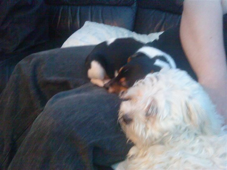 Malteser Manse billede 18