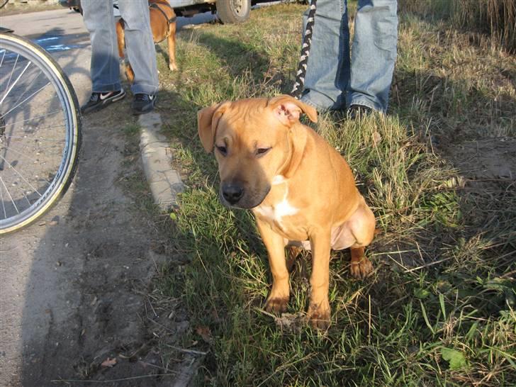 Amerikansk staffordshire terrier Bella Båthoved billede 13