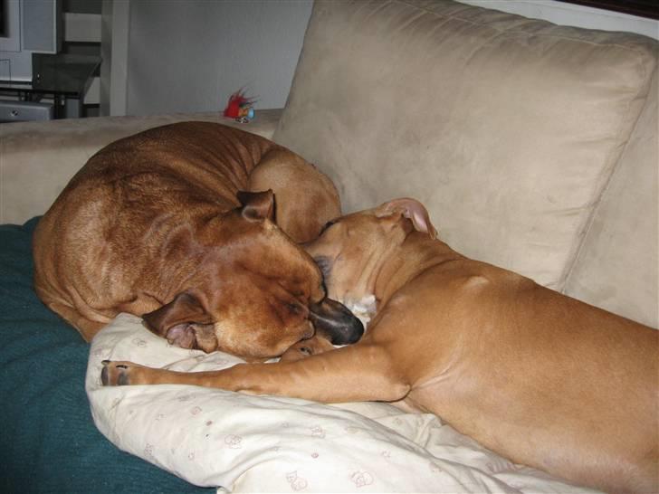 Amerikansk staffordshire terrier Bella Båthoved billede 14