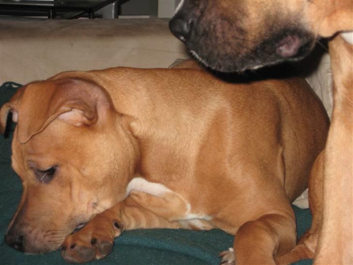 Amerikansk staffordshire terrier Bella Båthoved billede 15