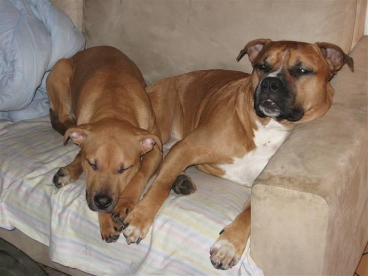 Amerikansk staffordshire terrier Bella Båthoved billede 16