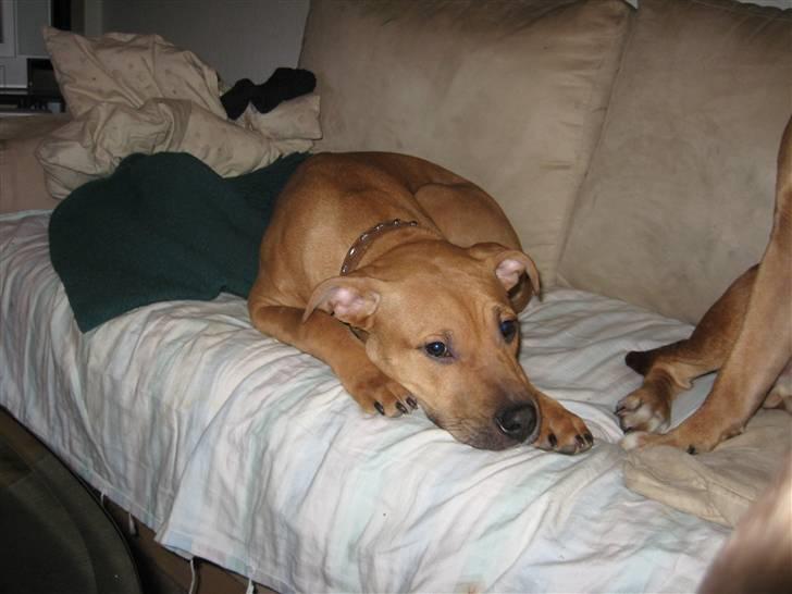 Amerikansk staffordshire terrier Bella Båthoved billede 17