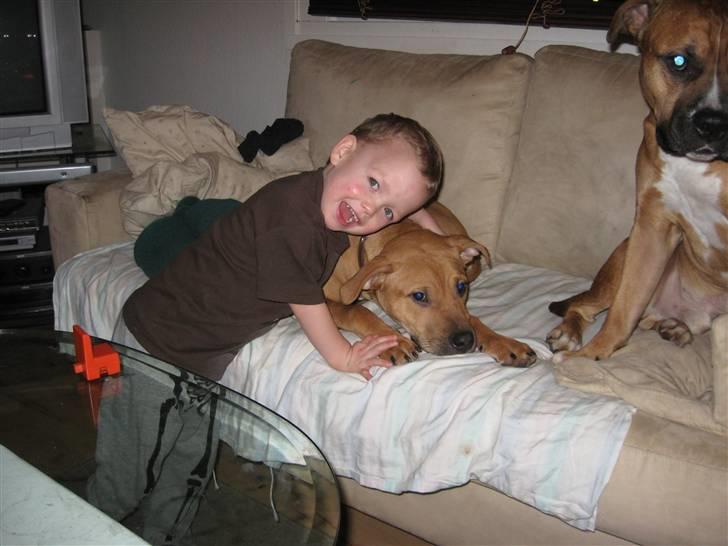 Amerikansk staffordshire terrier Bella Båthoved billede 18