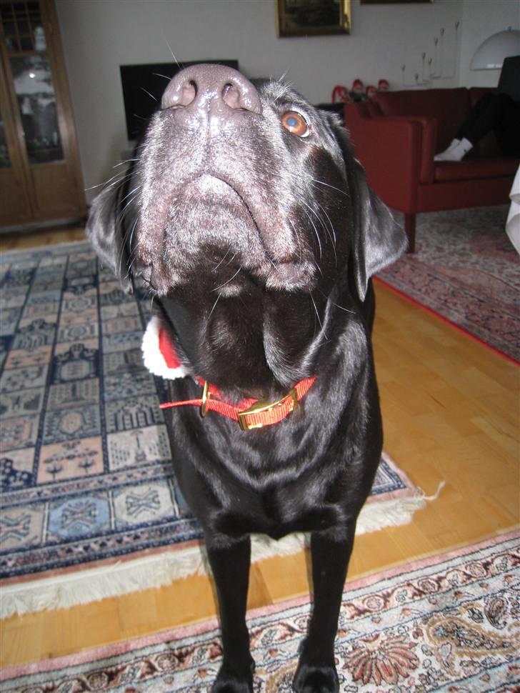 Labrador retriever Benjos black Chivas - Bassen juleaften 2009 ;) billede 10