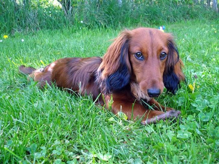 Dværggravhund Victor (Solgt) - Victor 8 mdr. billede 1