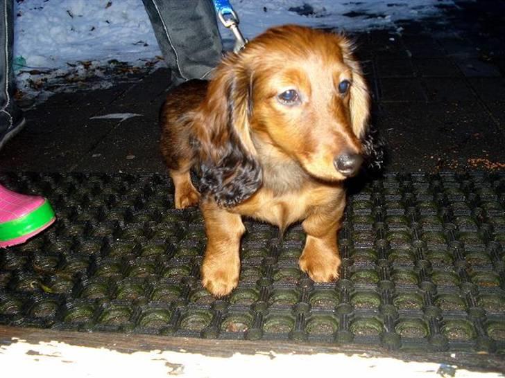 Dværggravhund Victor (Solgt) - Victor 11 uger billede 2