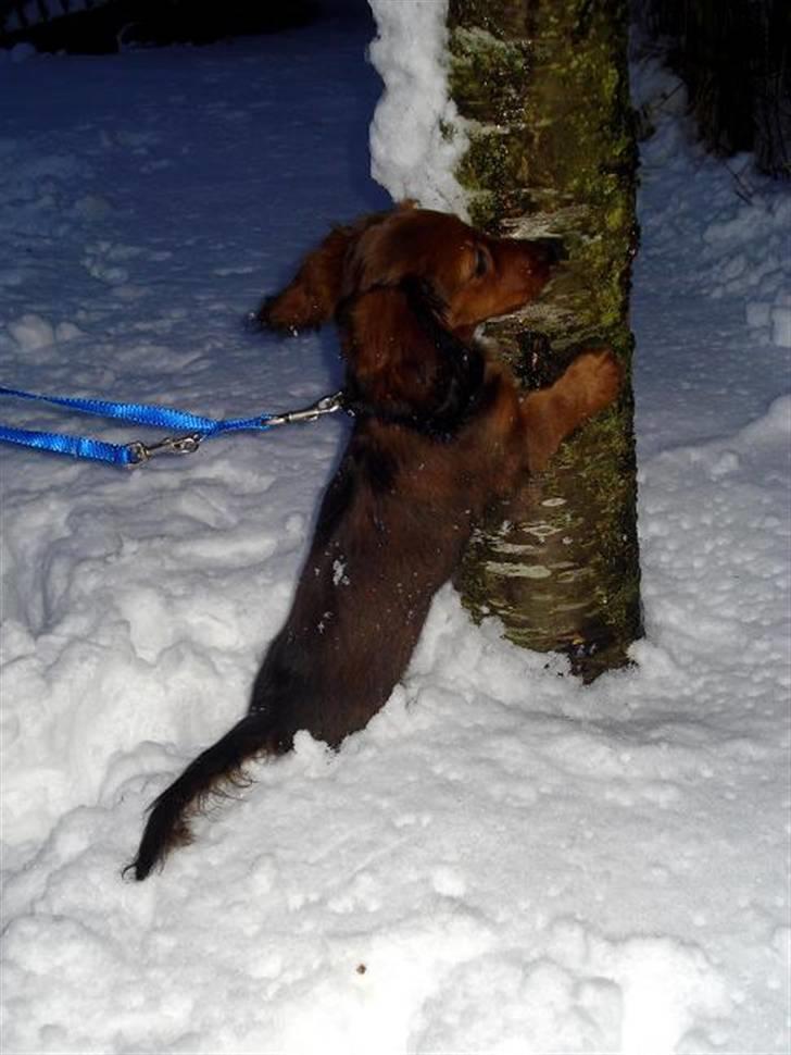 Dværggravhund Victor (Solgt) billede 3