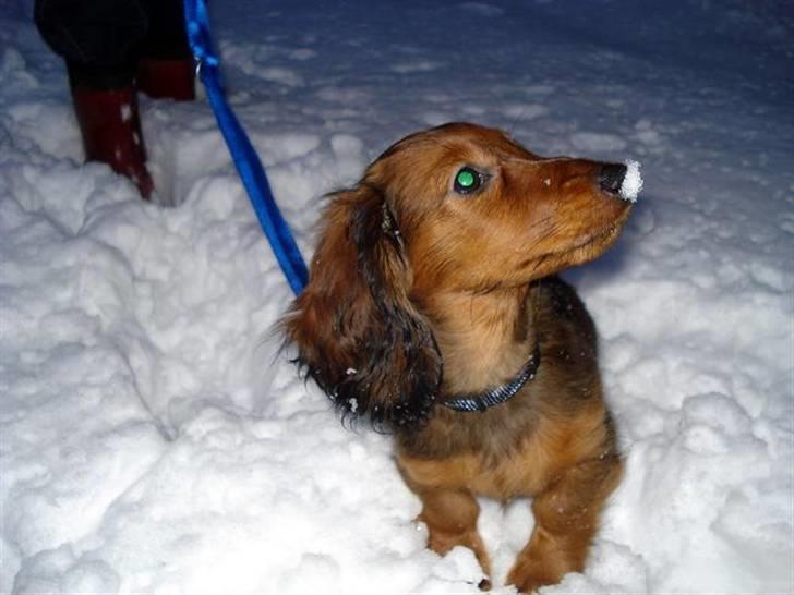 Dværggravhund Victor (Solgt) billede 4