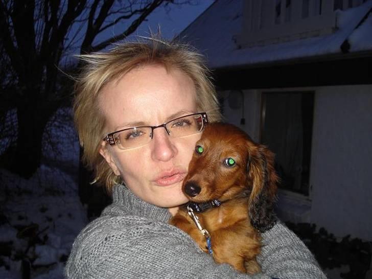 Dværggravhund Victor (Solgt) billede 5