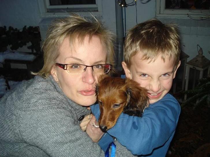 Dværggravhund Victor (Solgt) billede 6