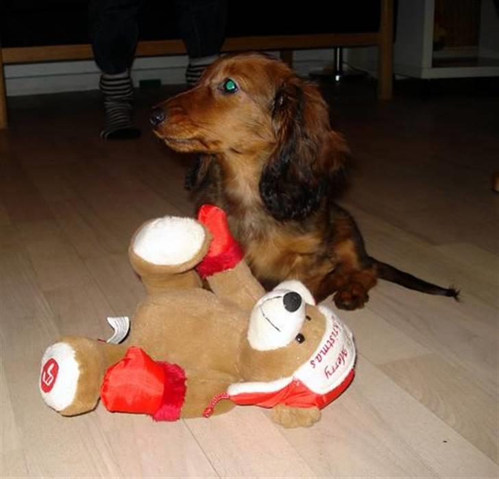 Dværggravhund Victor (Solgt) billede 7