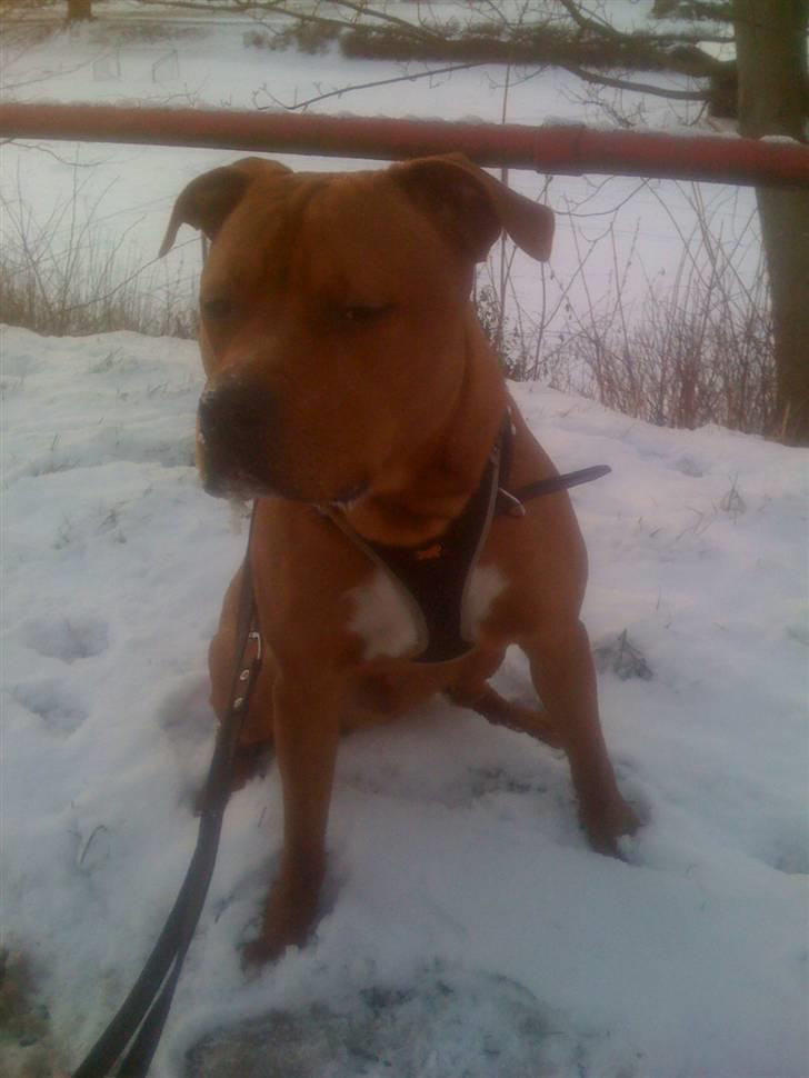 Amerikansk staffordshire terrier tyson billede 10