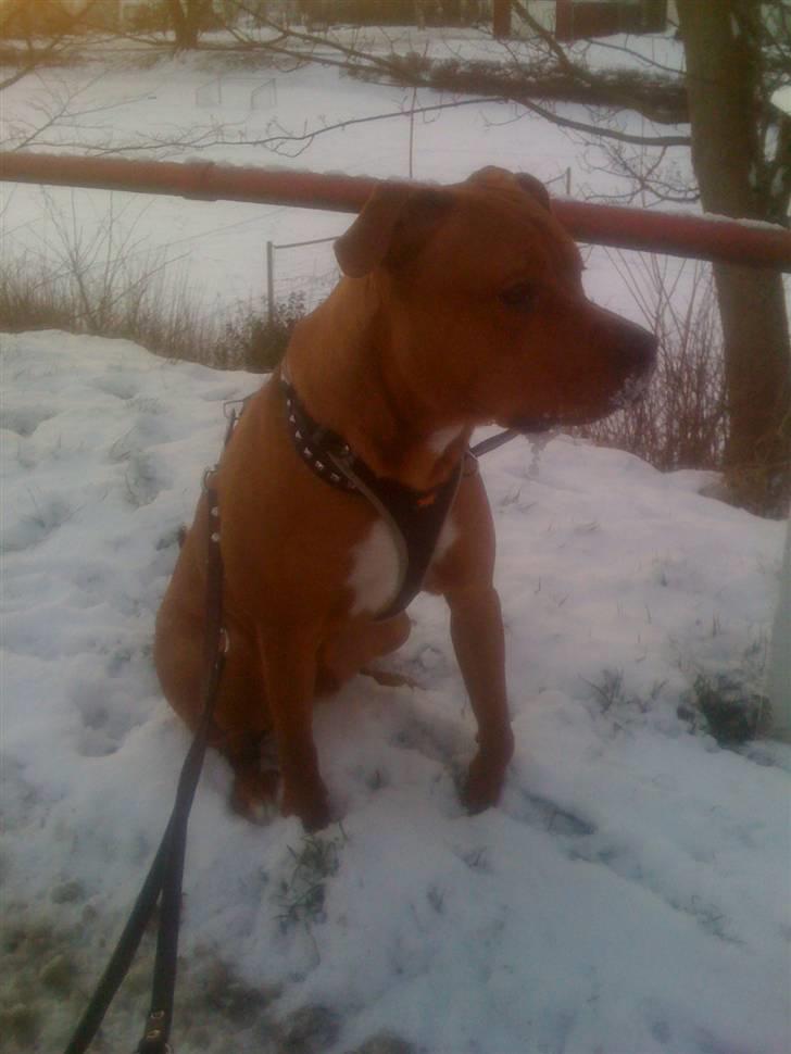 Amerikansk staffordshire terrier tyson billede 11