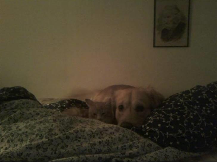 Golden retriever Futte | Himmel- Prinssen - Min hund & min kat! ;D billede 19