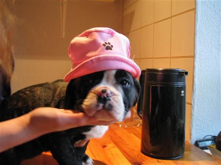 Olde english bulldogge Yatzy billede 1