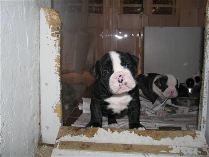 Olde english bulldogge Yatzy billede 2