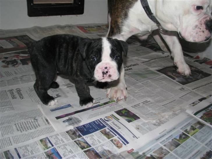 Olde english bulldogge Yatzy billede 3