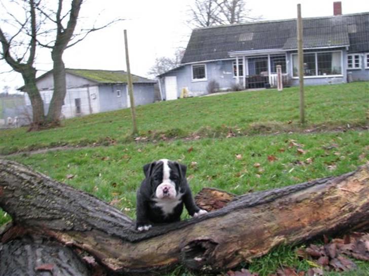 Olde english bulldogge Yatzy billede 4