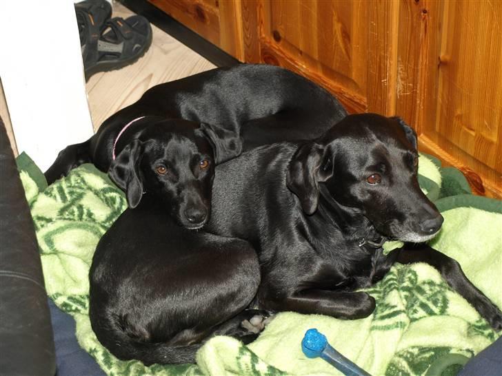 Blanding af racer Enya - Enya ligger bagerst, er her 10 md. billede 9