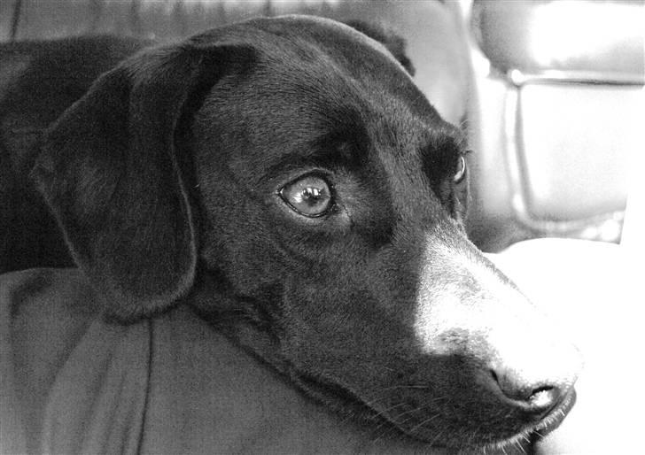 Blanding af racer Enya billede 10