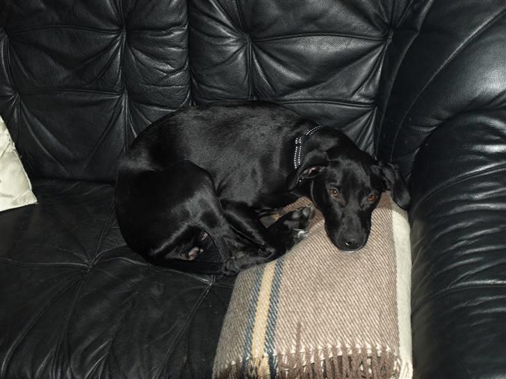 Blanding af racer Enya - Enya godt et år gammel...  billede 11