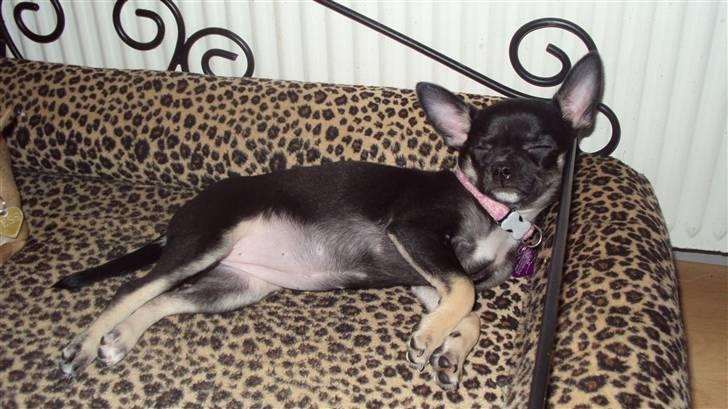 Chihuahua Annabell billede 15