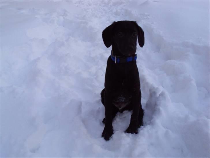 Blanding af racer Xargo - Ude i sneen december 2009 billede 18