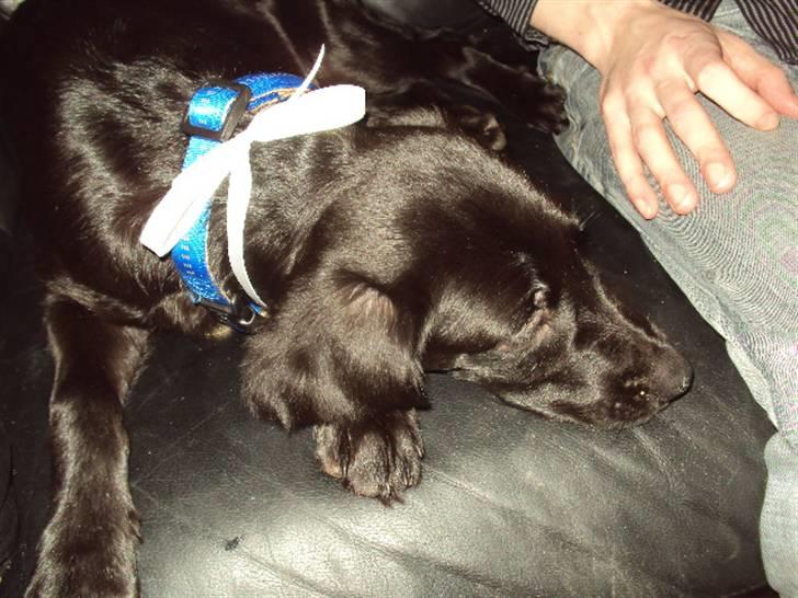 Blanding af racer Xargo - Jule aften 2009 billede 19