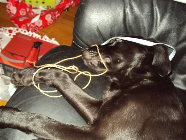 Blanding af racer Xargo - Jule aften 2009 - sååå træt billede 20