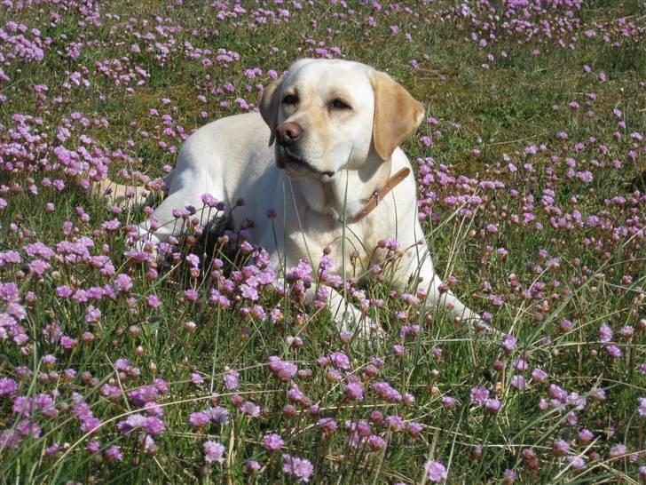 Labrador retriever Frida - sommer på heden i Skagen, hvor vi ofte kommer billede 1