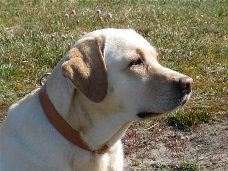 Labrador retriever Frida billede 2