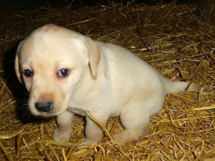 Labrador retriever Frida - åh, så kær dig kunne vi bare ikke stå for og du ville hele tiden snakke med os billede 3