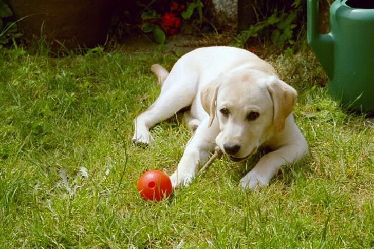 Labrador retriever Frida billede 4