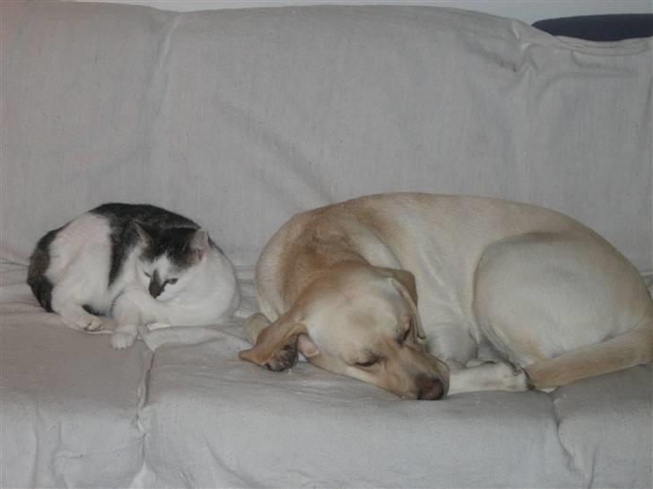 Labrador retriever Frida - Mille på 7 år og Frida er de beste venner billede 5